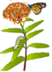 Butterfly Milkweed