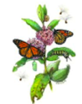 Common Milkweed