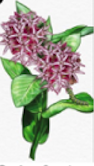 Showy Milkweed