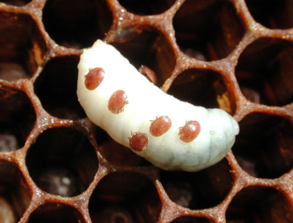 BM Dooney Farms Pest & Disease Varroa Mite